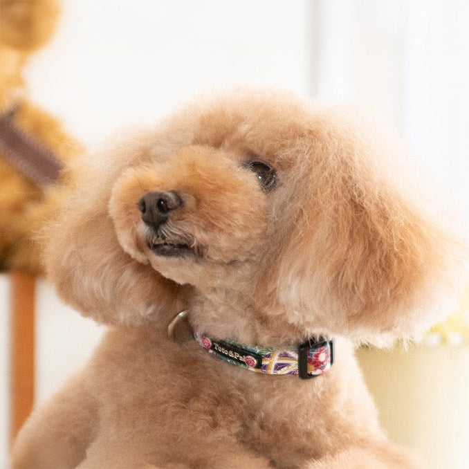 Miyabi Collar