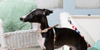 Miyabi Neck Harness