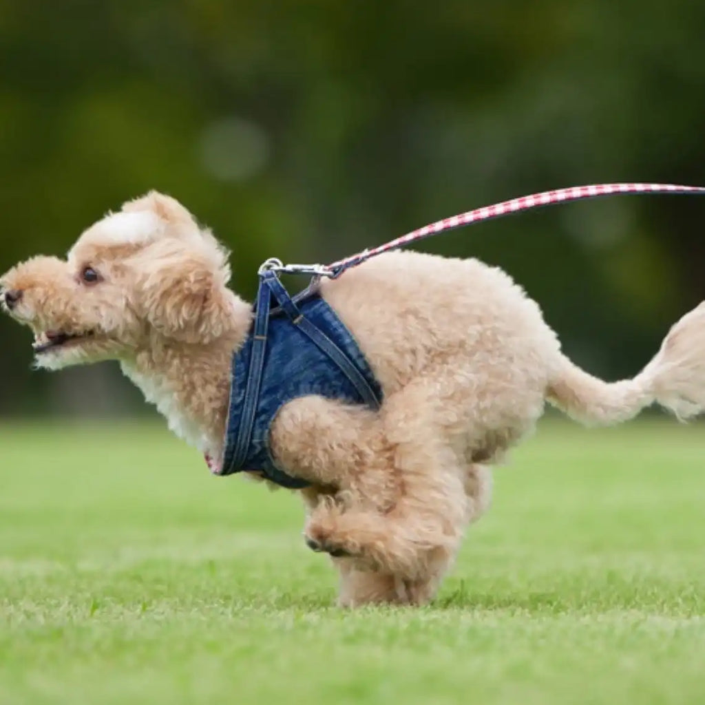 Denim Body Harness