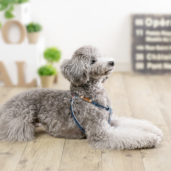 Denim Step in Harness