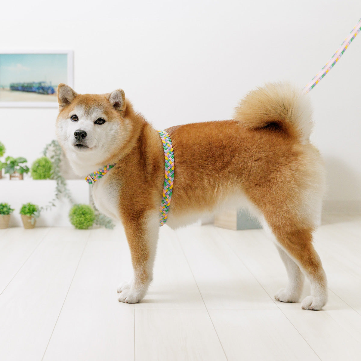 Braided Neck Harness