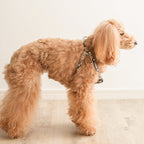 Beige check Step In Harness