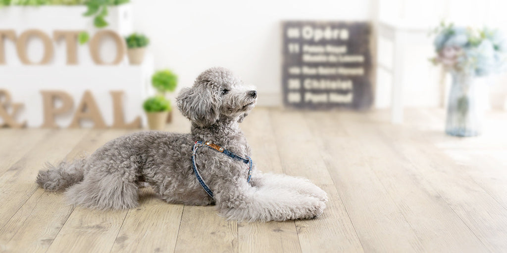 Denim Step in Harness