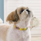 Hi Colour Collar