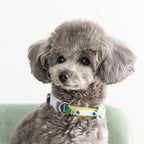 Arcana Check Collar
