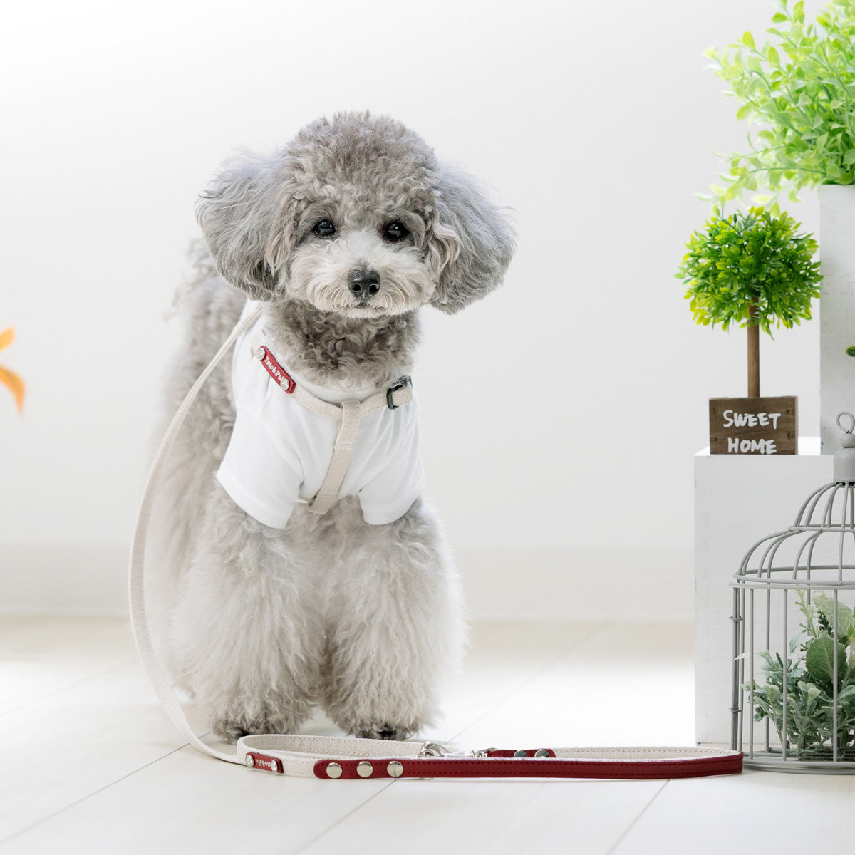 Grey Step in Harness