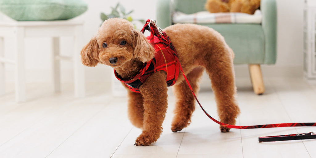 Leti Check Red Body Harness
