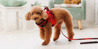 Leti Check Red Body Harness