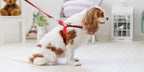 Leti Check Step In Harness