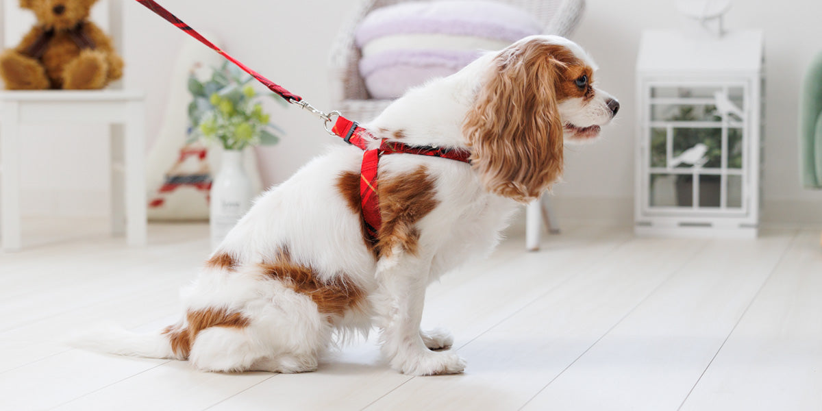Leti Check Step In Harness