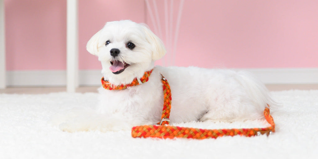 Braided Orange Lead