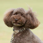 Red Tartan Check Collar