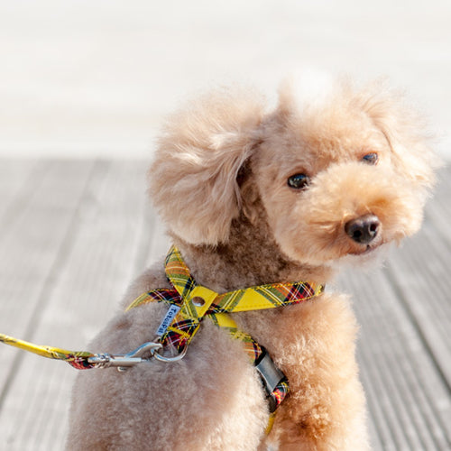 Beige Check Neck Harness