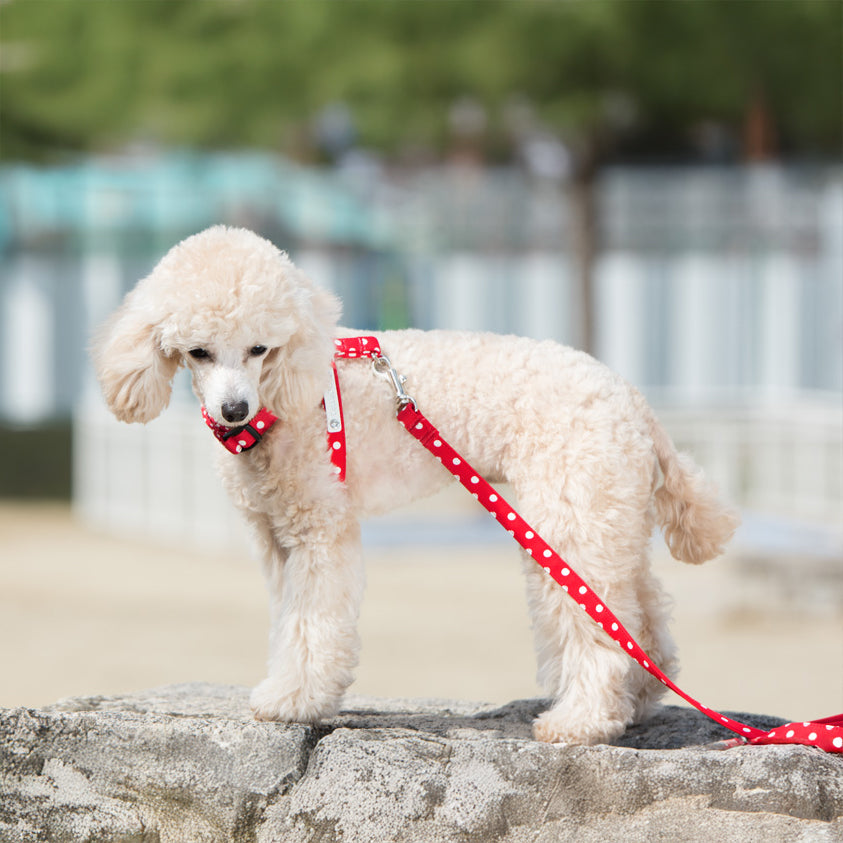 Dots Neck Harness